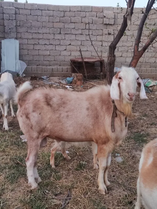 Zotdor parodali taka sotiladi 3