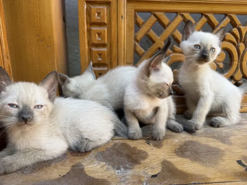 Котята сиамские 2 месяца 3 Котята сиамские 2 месяца 3