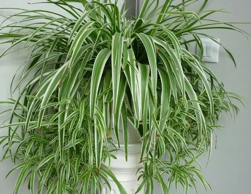 Хлорофитум вариегатный (Chlorophytum variegatum) — 25–30 см — фото 1