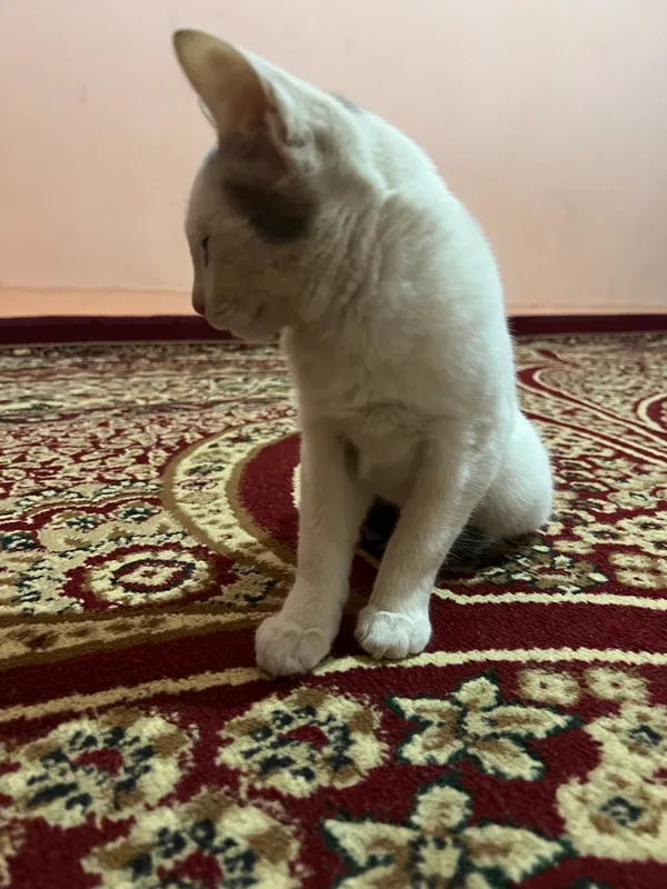 Mushuk turk angorasi 1 Mushuk turk angorasi 1