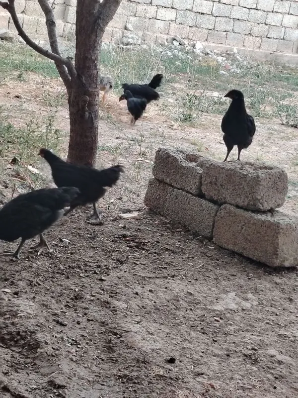 Кора шахзода тоза кон жужалар 1