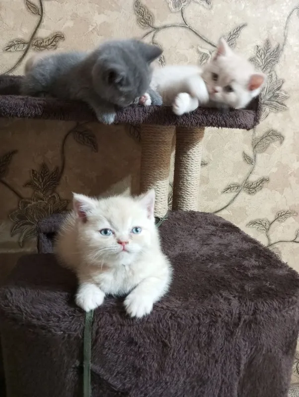 Британцы:Скотиш Фолд 2 Британцы:Скотиш Фолд 2