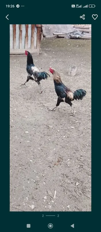 Срочна продам петухов