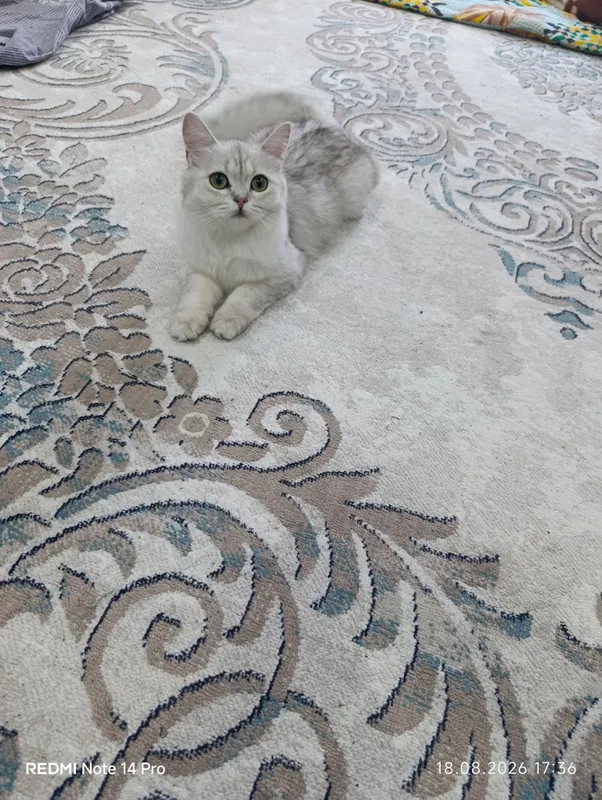 Mushuk British Shorthair zotdor 5 Mushuk British Shorthair zotdor 5