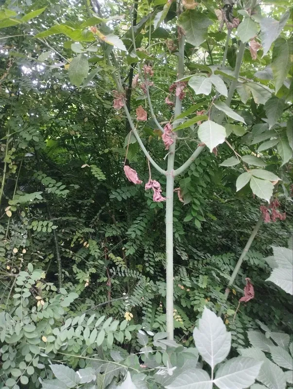 Kashtan zarang sadda qayragʻoch chinor lola sakura archa klyon bor. — фото 6
