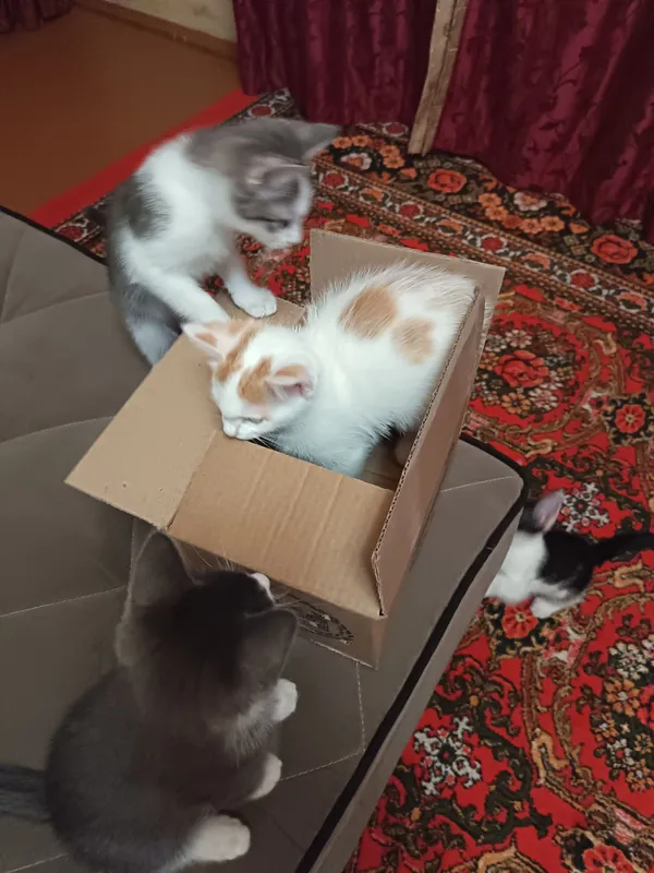 Отдам котят, кошек в хорошие руки бесплатно 6