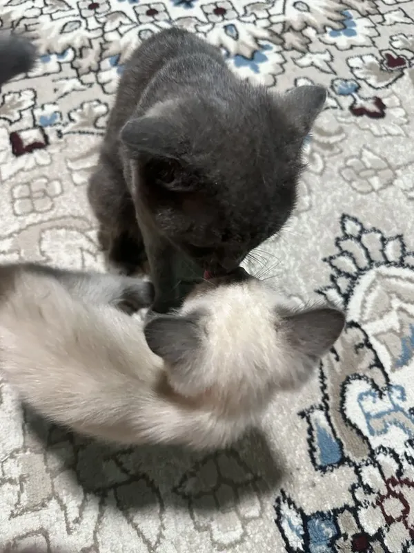 Scottish fold va Scottish Straight mushuklar sotiladi 3 Scottish fold va Scottish Straight mushuklar sotiladi 3