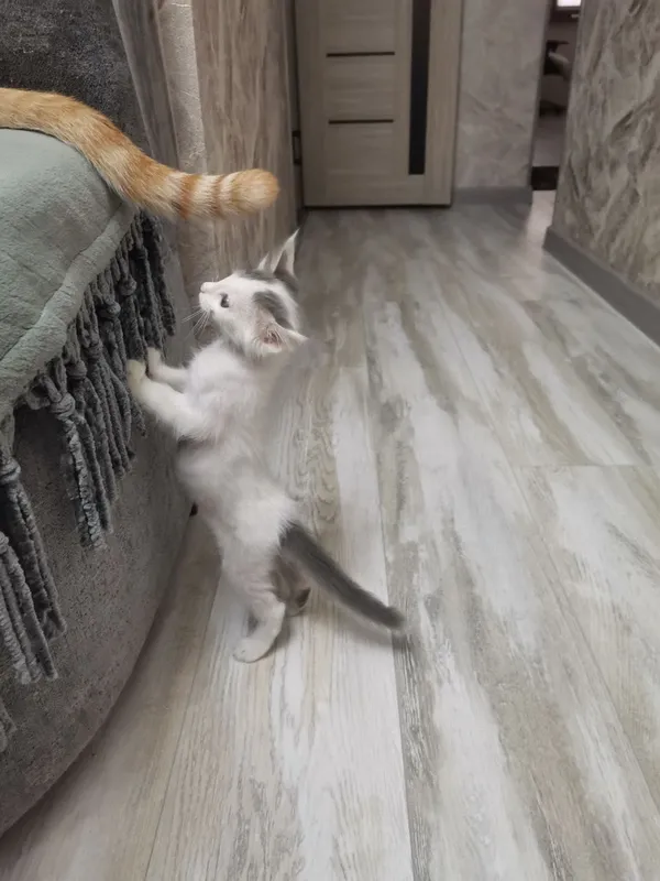 Котята бесплатно — фото 1