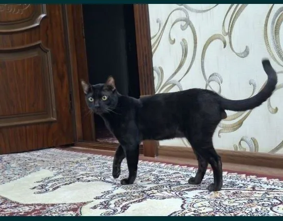Бенгальская кошка чёрная 2