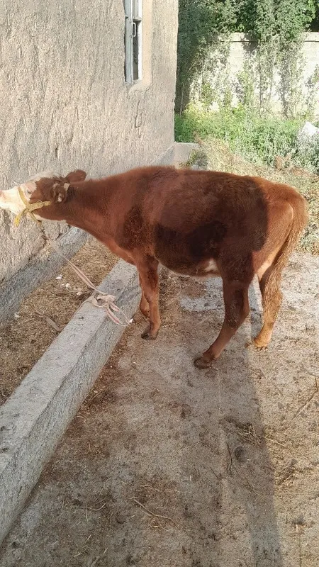 Grenfort gunojin sotladi 8 Grenfort gunojin sotladi 8