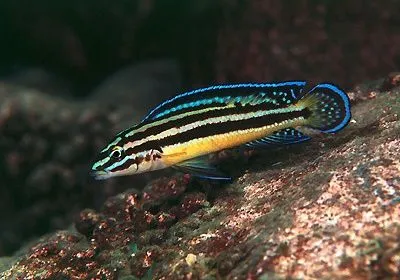 Julidahromis turlari harhil