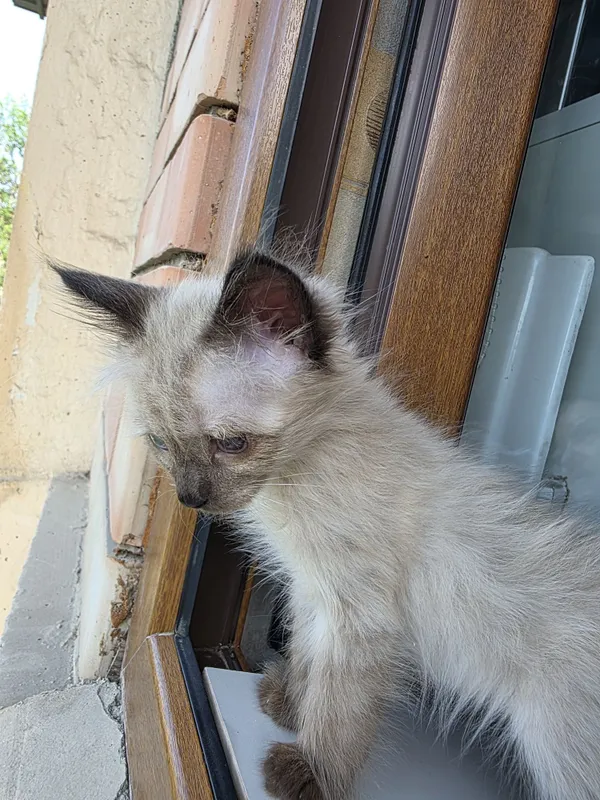 Отам в добрую семью котенка