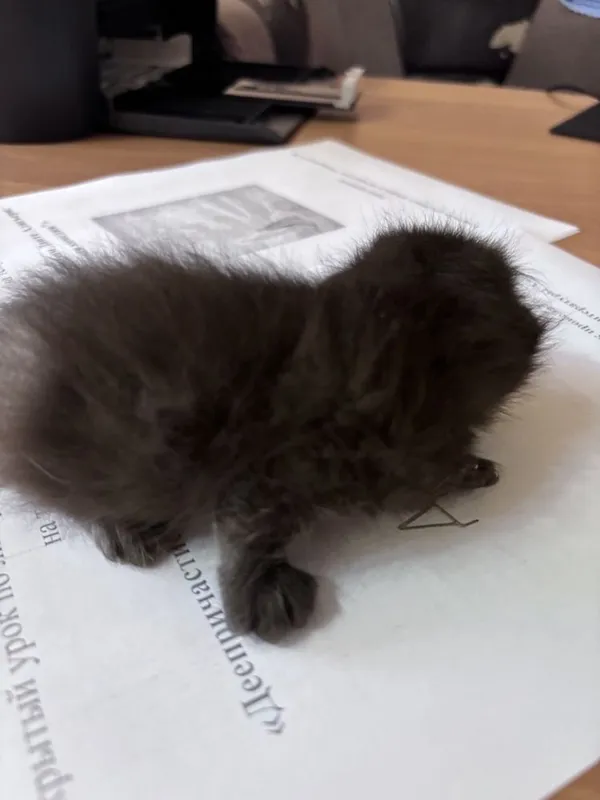 Отдам котят бесплатно