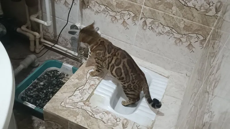 Бенгальские кошки — фото 1