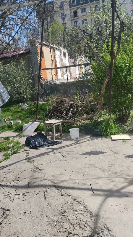 Продам 2 многолетних тутовника и виноград на декор — фото 2