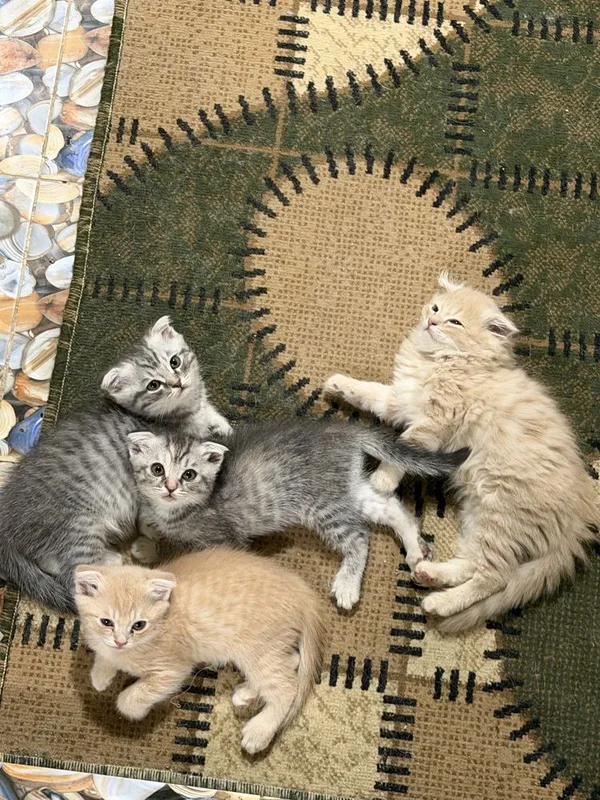 Продаются шотланские котята скотиш фолд 8 Продаются шотланские котята скотиш фолд 8