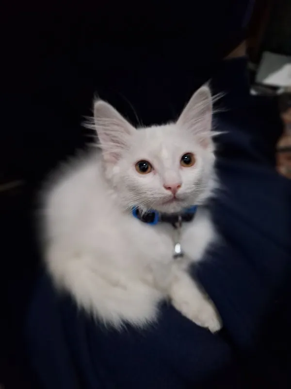 Котёнок ищет любящую семью