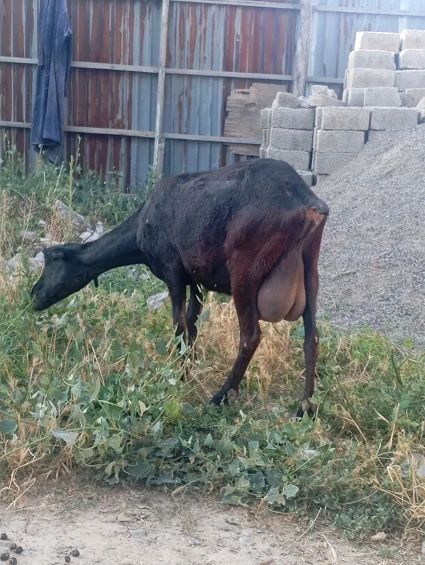 Echki sotiladi mursiyadan zodli echki 4 turishi 1 litr suti bor — фото 5
