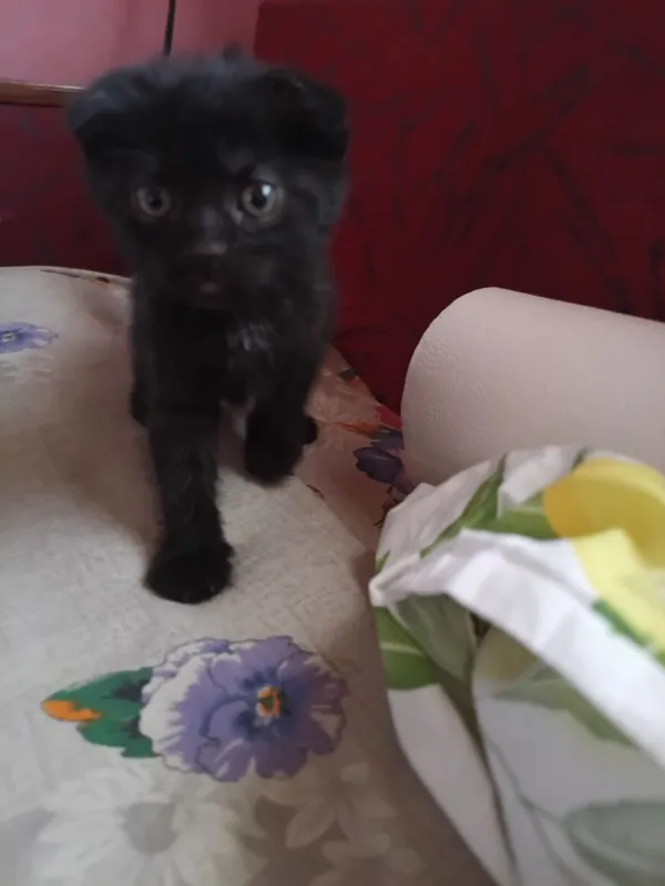 Котята в добрые руки 2