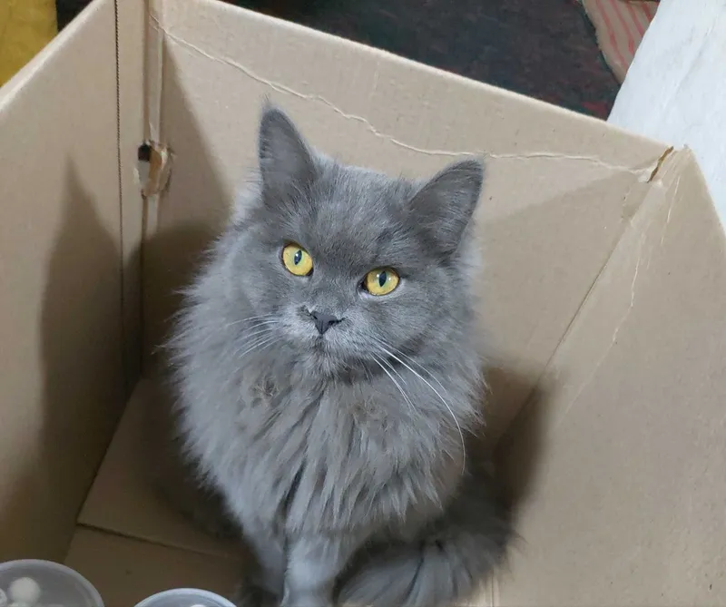 кошка в месте с детёнышами бесплатно mushuklar tekinga bervoriladi ona кошка в месте с детёнышами бесплатно mushuklar tekinga bervoriladi ona