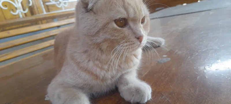 scottish fold sotiladi erkak 1yosh toza 2 scottish fold sotiladi erkak 1yosh toza 2