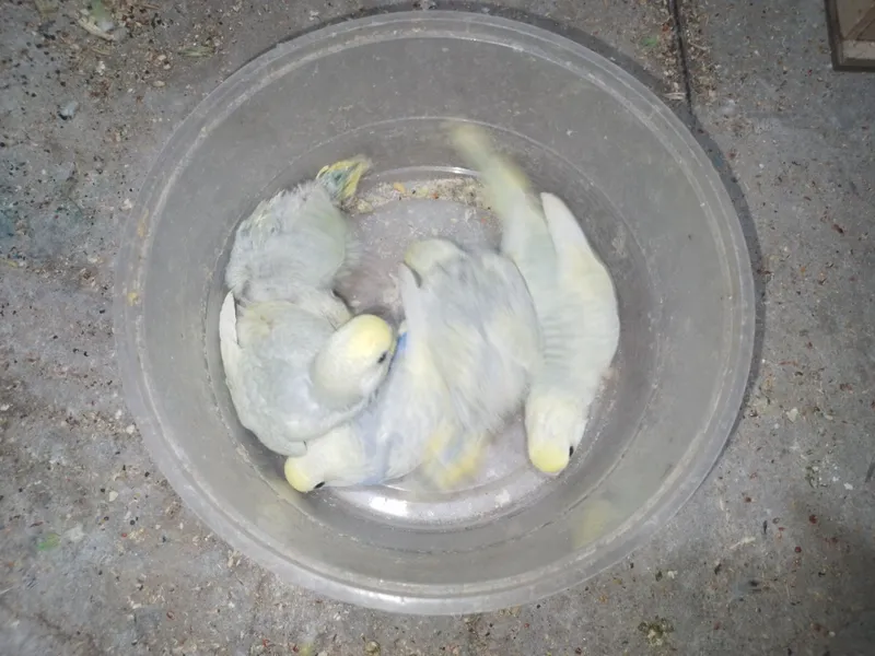 Радужни полапон 3