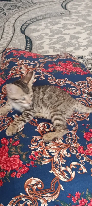 Бенгальские котёнок. Bengalskiy mushuk 1 Бенгальские котёнок. Bengalskiy mushuk 1