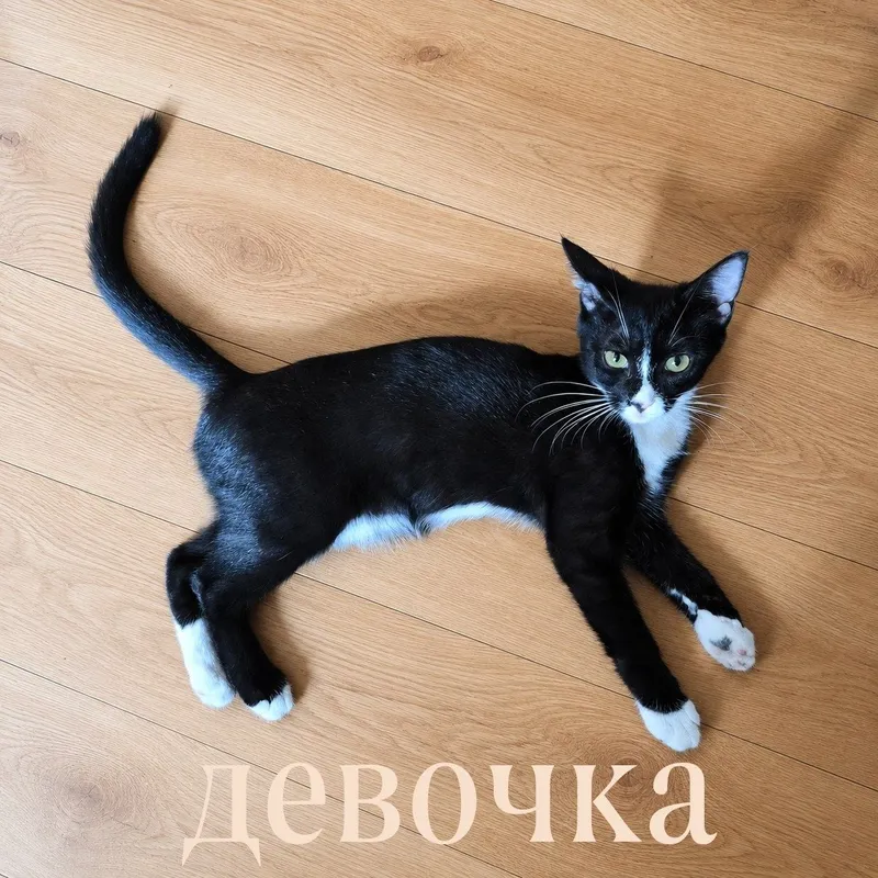 Отдам в добрые руки котят 1