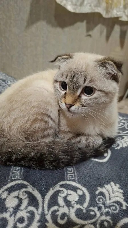 Гибрид кот продоется — фото 1