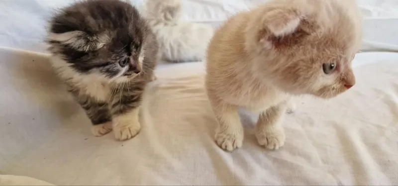Котята шиншилла. — фото 7