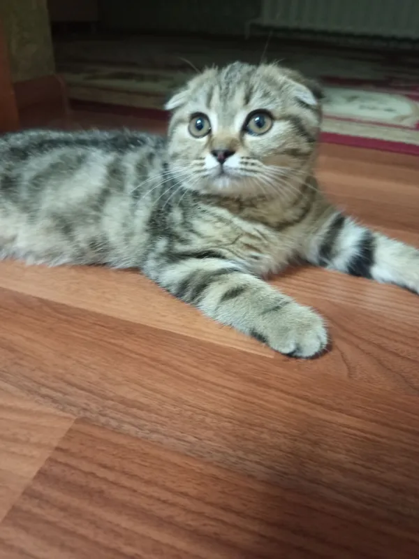 scottisht fold
