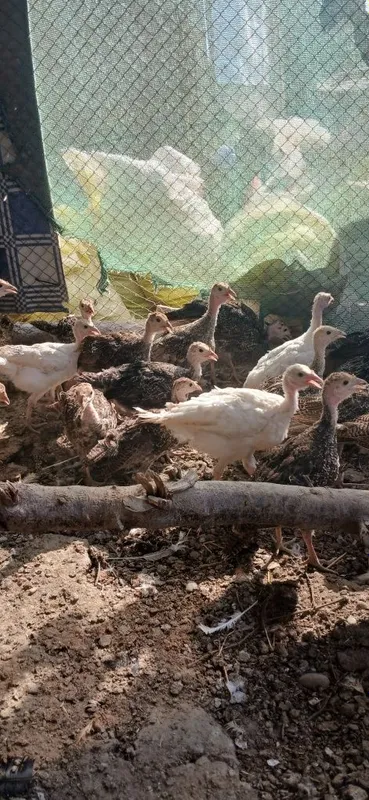 Индаутка жужалари сотилади 5