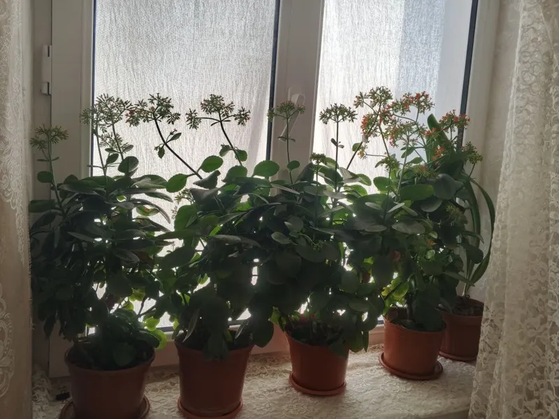Domashniy gullar sotiladi
