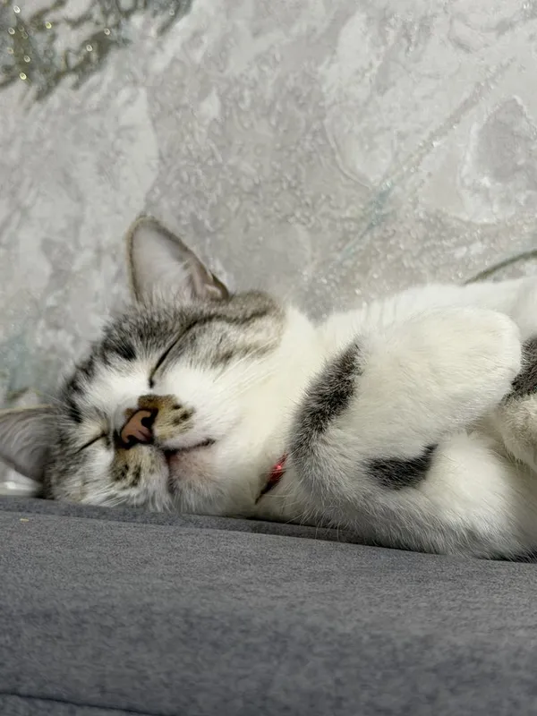 СРОЧНО! ОТДАЮ ДАРОМ! Кот, 2 годика. (мальчик) — фото 2