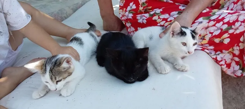 Котенок бесплатно 1 Котенок бесплатно 1
