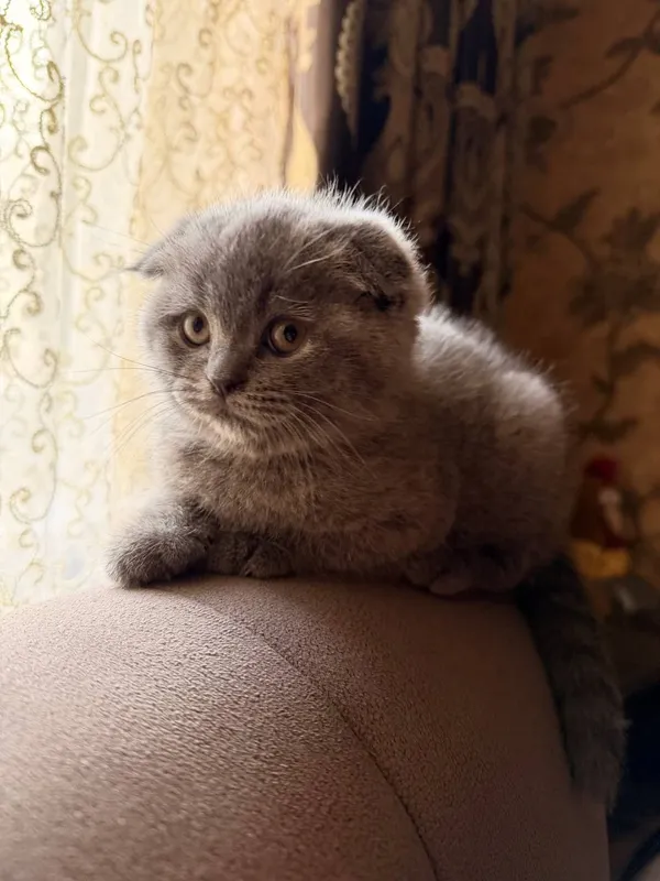 Порода:Скотиш Фолд. — фото 3