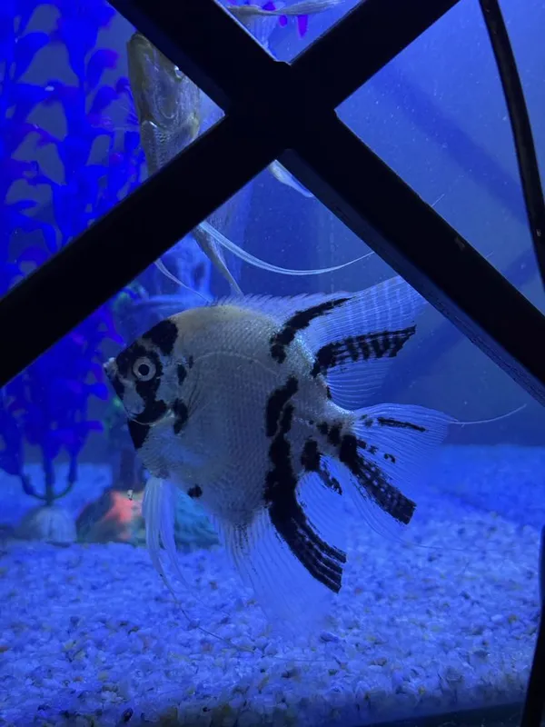 Baliqla sotiladi scalaria