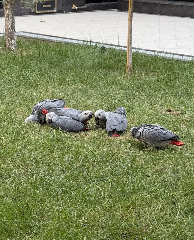 Продаю Жако Jako 3