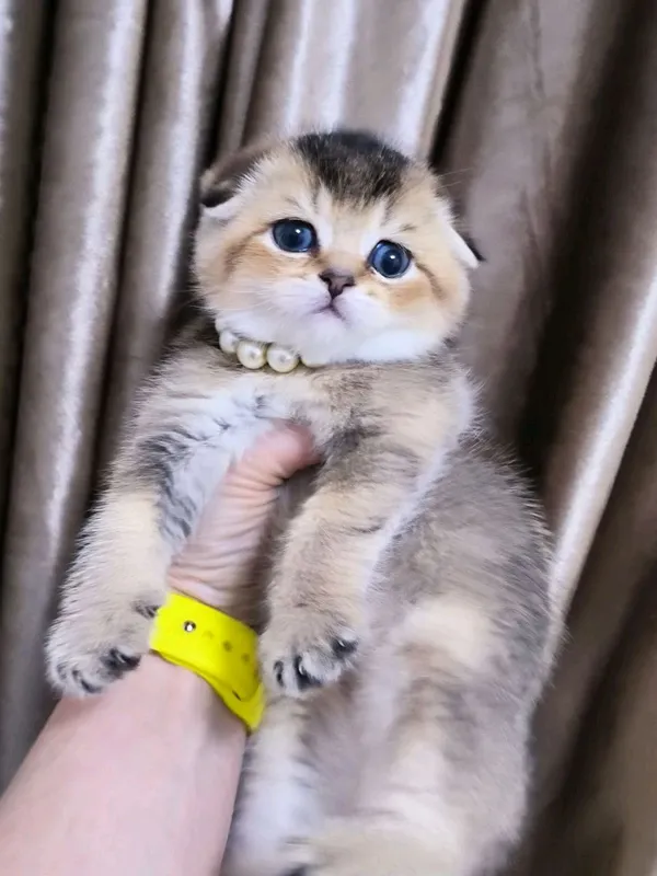 шикарные котята от правильной вязки — фото 2