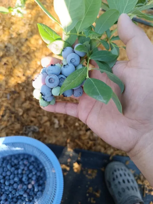 Голубика кибрайски оптом полски сажнец очен вкусный полезни — фото 3 Голубика кибрайски оптом полски сажнец очен вкусный полезни — фото 3