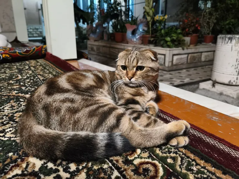 Вязка ищем кошечку — фото 2