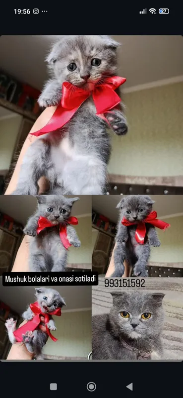 mushuklar sotiladi