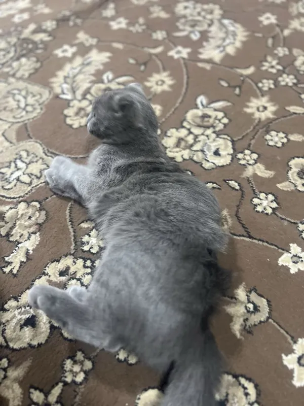 Scottish Fold toza qon 3 Scottish Fold toza qon 3