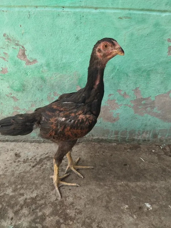 Dakan jojalari bor 8 Dakan jojalari bor 8