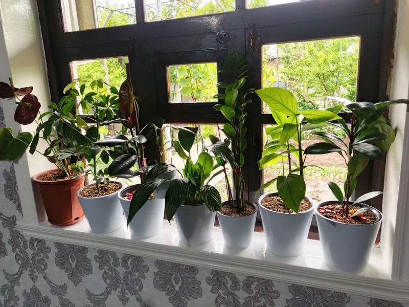 Продается комнатные растения