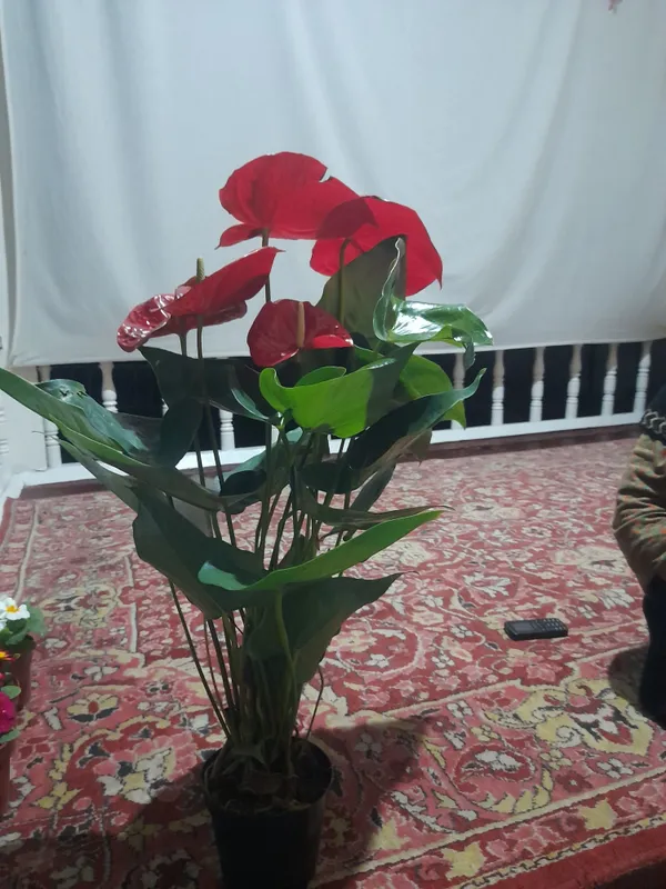 Honaki gullar sifatli va arzon manzil chinozda dastafkani gaplawmiz