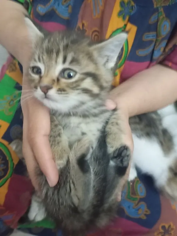 Котята два с половиной месяца, Шотландские страйт и фолд — фото 2