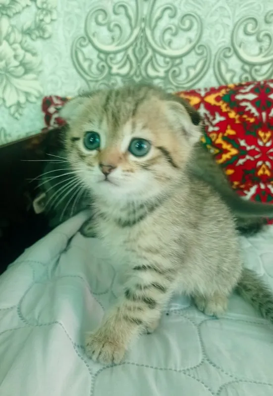 Кошка продам на хорошем руке! — фото 1