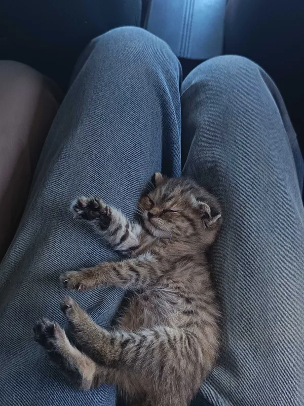 котенке 1 месяц, продаётся