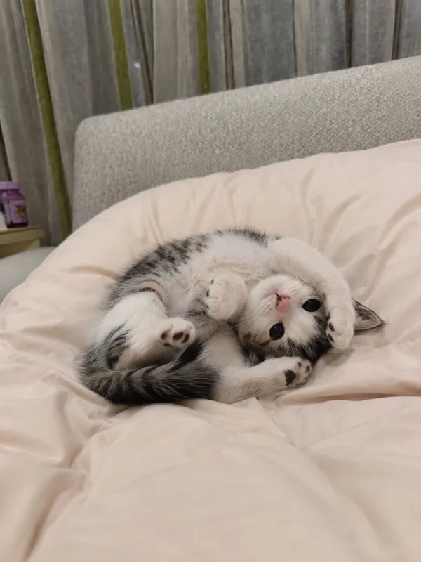 Отдаю котят в добрые руки 6 Отдаю котят в добрые руки 6